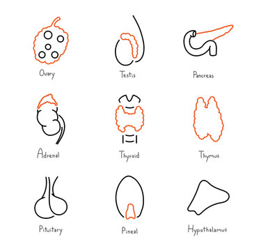 Glands illustration, transparent background.Medical outlined collection set with ovary, testis, pancreas, adrenal, thyroid, thymus, pituitary, pineal and hypothalamus.