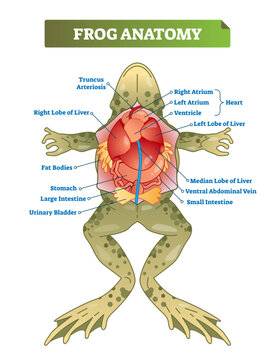Frog anatomy labeled illustration scheme, transparent background. Educational preparation for biology, anatomy or zoology students. Reptile dissection for scientific inner organs research
