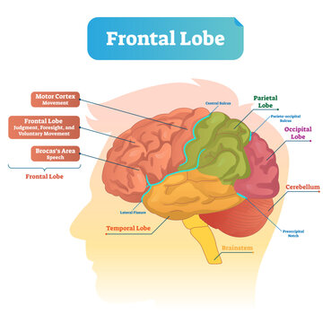 Frontal lobe illustration, transparent background. Labeled diagram with brain part structure. Scheme with motor cortex, Brocas area, parietal, occipital lobe and cerebellum locations.