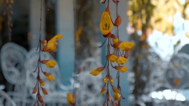 Beautiful yellow orange tropical pendulous flowers of Mysore clock vine (Thunbergia mysorensis) swaying in the wind
