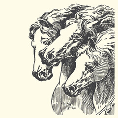 Illustration of three horses heads in profile detailed manes creature domestic equestrian horseback illustration monochrome nostrils close-up composition © bbilfunk