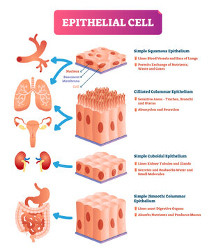 Epithelial cells illustration, transparent background. Medical and anatomical location and meaning scheme. Closeup to simple squamous, cilliated colummar, cuboidal and smooth epithelium.