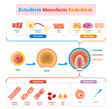 Endoderm, mesoderm and ectoderm illustration labeled infographic, transparent background. Isolated germ, stomach, pancreatic and lung cells. Pigment, skin and neurons of brain scheme.