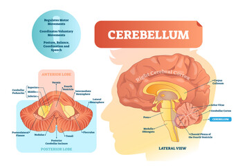 Fototapeta premium Cerebellum illustration, transparent background. Medical labeled diagram with internal view. Isolated anterior, posterior lobe and lateral view. Organ for speech, balance and coordination