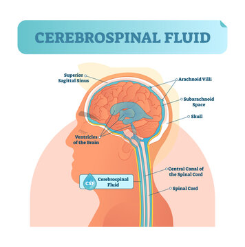 Cerebrospinal fluid illustration, transparent background. Anatomical labeled scheme with human head and inside of skull. Diagram with superior sigittal sinus, ventricles.