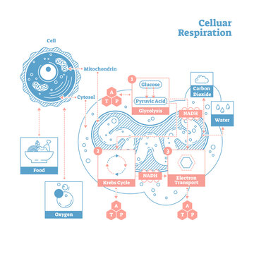 Celluar_Respiration-LineStyle_ [Converted]