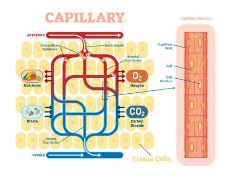 Capillary schematic, anatomical illustration diagram with blood flow, transparent background. Educational information poster.