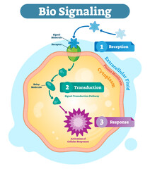 Fototapeta premium Bio signaling cell communication network system, micro biological anatomy labeled diagram illustration with receptor, transduction and response activity, transparent background.