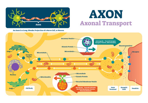 Axon illustration, transparent background. Labeled diagram with explanation and structure. Closeup with cell body, terminal, synaptic cleft and dendrite. Nerve cell projection or neuron.