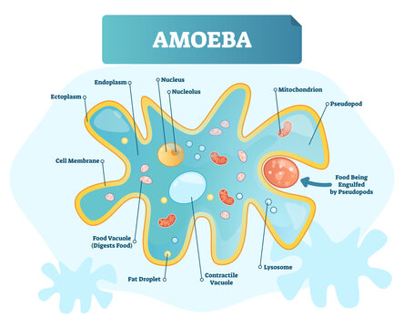 Amoeba labeled illustration, transparent background. Educational single cell animal structure scheme with ectoplasm, nucleus, mitochondrion, pseudopod, lysosome and contractile vacuole.