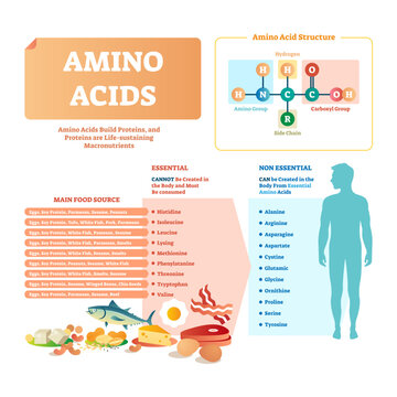 Amino acids illustration, transparent background. List with food and its essential acids. Healthy and well balanced nutrition meal to get necessary chemical elements like histidine, lysing, valine.