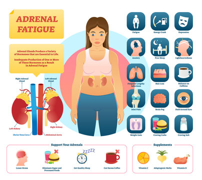 Adrenal fatigue illustration, transparent background. List of glands disease symptoms like fatigue, depression, anxiety, hair loss, craving carbs and salt. Adrenal support and supplements.