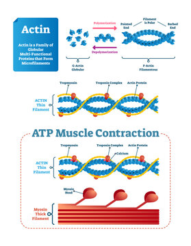 Actin illustration, transparent background. Labeled diagram with protein structure and location. Polymerization explanation with pointed end, polar and barbed. Actin thin filament scheme.