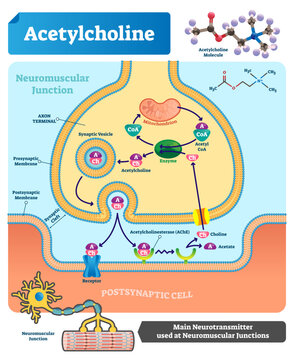 Acetylcholine illustration, transparent background. Labeled scheme with structure of neurotransmitter, neuromuscular junction, synaptic vesicle, axon and cleft. Anatomical closeup diagram