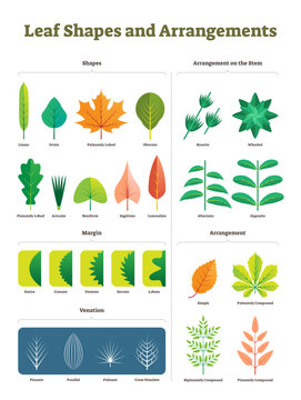 Leaf shapes complex illustration, transparent background. Biological characteristic division with arrangement on stem, venation and margins visual difference.