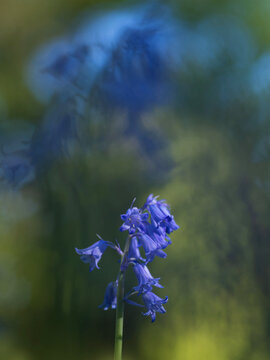 Minimal Fokus, softer Hintergrund mit Bl&uuml;ten von blauen Hasengl&ouml;ckchen