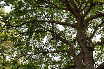 Fototapeta premium Horizontal close-up of a large green tree, highlighting lush leaves and sturdy branches, symbolizing nature, growth, and outdoor serenity