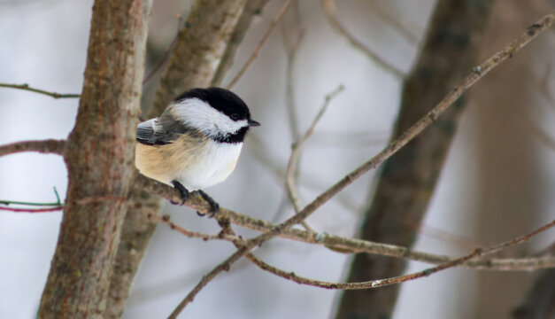 Black Capped Chickadee Perched on Bare Branch in Winter Forest