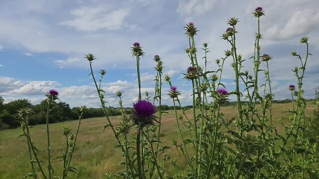 Des chardons en bord de champ agricole, plantes mellif&egrave;res et nectarif&egrave;res favorisant l&rsquo;agriculture et la pollinisation, se balan&ccedil;ant au gr&eacute; du vent dans un paysage rural sous un ciel bleu.