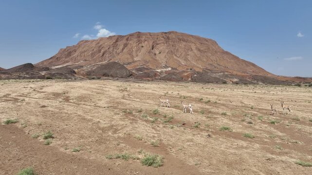 Aerial view of gazelles grazing in the arid plains of the Danakil Desert with a large rock formation under a clear sky Dalol, Afar, Ethiopia.