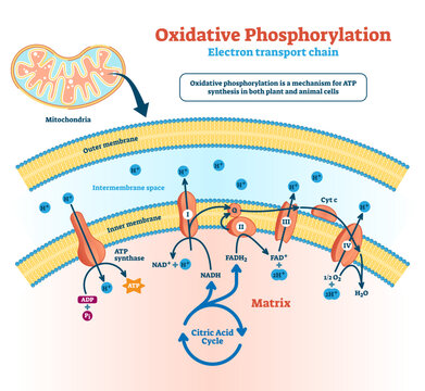 Oxidative phosphorylation illustration, transparent background.Labeled electron transport linked metabolism scheme.