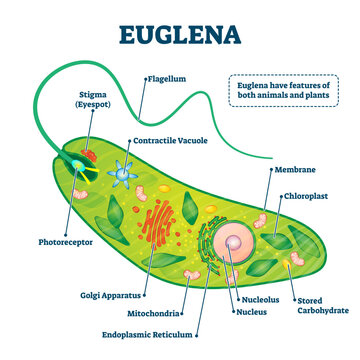 Euglena illustration, transparent background.Labeled microorganism structure and description.Biological inner parts scheme for genus of single cell flagellate eukaryotes.