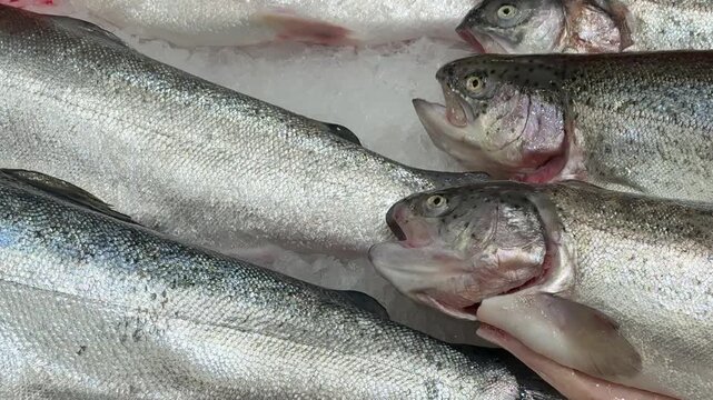 Raw whole rainbow trout with a head, chilled on shallow ice at the seafood market. An open shelf at the fish market. Close-up