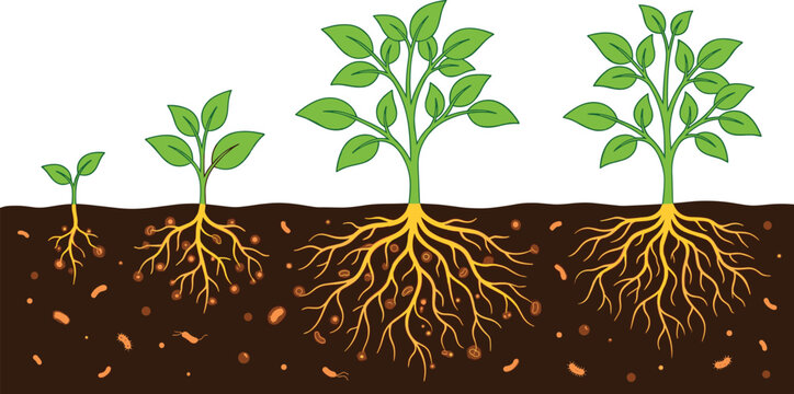 Plant Growth Stages from Seedling to Large Tree with Roots and Soil Cross Section Vector Illustration