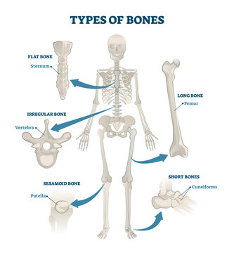 Types of bones illustration, transparent background. Labeled anatomical skeleton set scheme. Graphic with skull and sesamoid body part. Educational medical diagram with sternum, vertebra, patella.