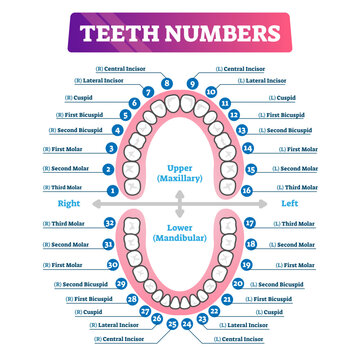 Teeth numbers oral cavity scheme with upper and lower jaws and incisor, cuspid, bicuspid and molar tooth types, transparent background. Dentistry related educational and informative graphic.