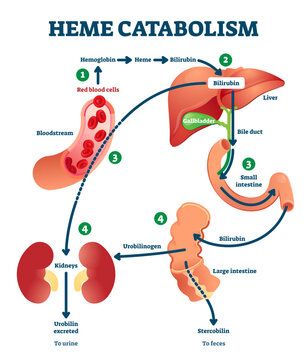 Heme catabolism illustration, transparent background. Labeled chemical blood reaction scheme. Diagram with anatomical iron synthesis explanation. Educational hemoglobin, bilirubin.