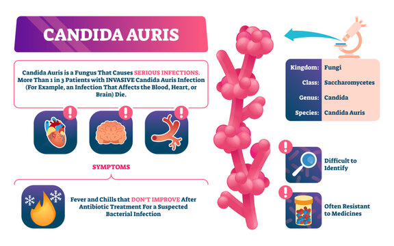 Candida auris illustration, transparent background. Biological fungus infection explanation. Labeled invasive disease symptoms, classification and characteristics.