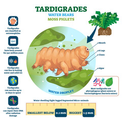 Tardigrades Water Bears illustration, transparent background. Labeled described moss piglets infographic. Educational microscopic animal with survival resilient skills. © VectorMine
