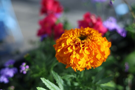 &OElig;illet d&rsquo;Inde orange en macro dans un jardin