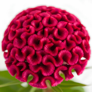 Vibrant red cockscomb flower in full bloom against white background.
