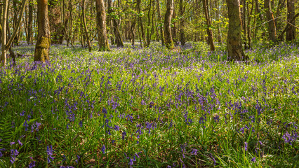 Fototapeta premium Bluebell Woodland at Plessey Woods, part of the Country Park situated midway between Cramlington and Bedlington in Northumberland, consisting of Woodland, Meadows and Riverside areas