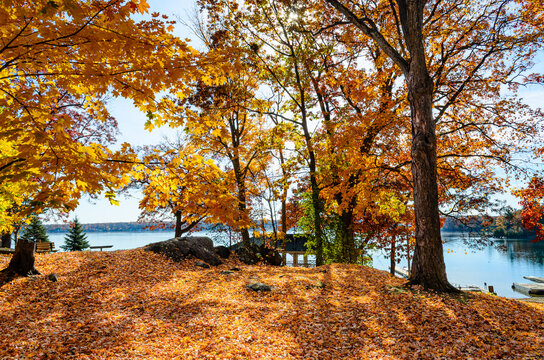 waterfront forest floor covered in fall leaves overlooking a river in bright sun in the background.