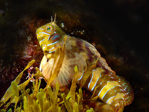 gobio, gobius niger, underwater, animal, ocean, macro, life, water, yellow, nudibranch, critter, underwater photography, macro, macro photografie, under water life, marine life, ocean, balear