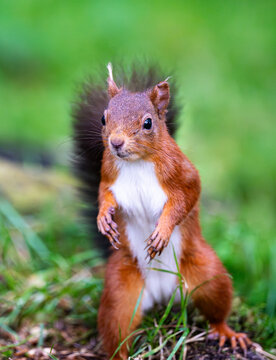 Red Squirrel