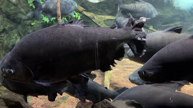Black pacu Colossoma macropomum and freshwater stingray Potamotrygon leopoldi swimming in aquarium habitat. Fish species native to Amazon River basins and tropical freshwater ecosystems
