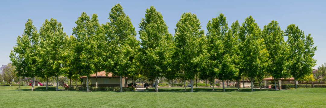Row of manicured green trees in a suburban park field