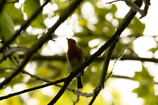 reserve naturelle et ornithologique de ploegstreet