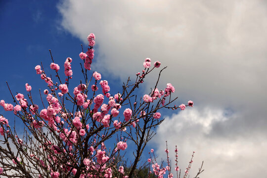 Blooming Japanese Cherry Tree Prunus Kazan