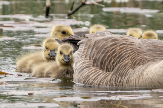 canada goose family and goslings