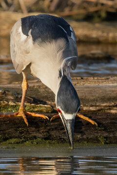 black crowned night heron by water