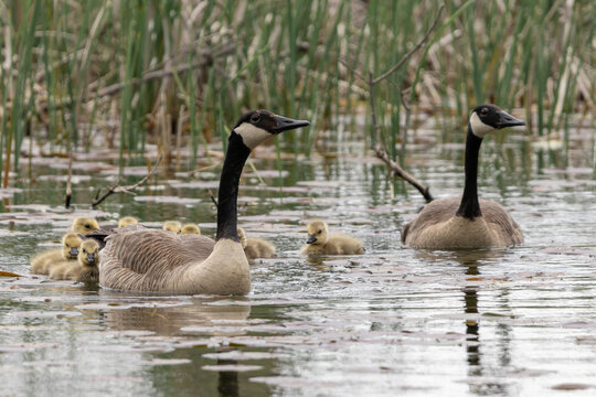 canada goose family and goslings