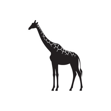 Giraffe silhouette, Walking, Standing, Vector illustration, Nature silhouette, Zoo animal, Giraffe eating, Wild anmal