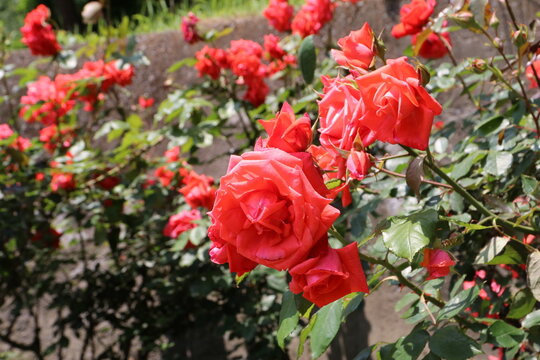 川崎の生田緑地公園、春の薔薇園。マキシム。