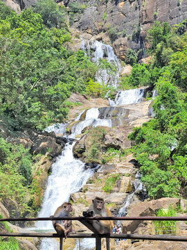 Macaques devant la Ravana Ella Waterfall. Ella, Sri Lanka.