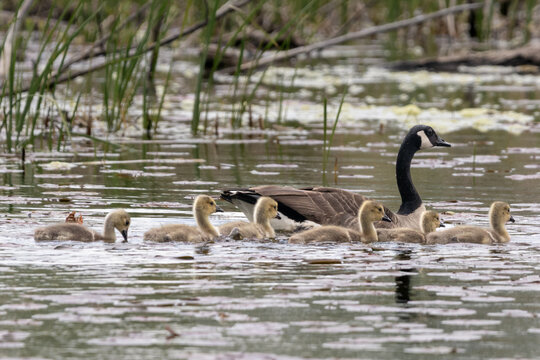 canada goose family and goslings